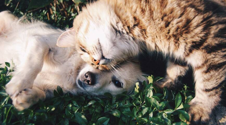 Meztgerei/Wursterei Gebrüder Felder Safenwil mit einem Bild von einer Katze und einem Hund, die zusammen Kopf an Kopf kuscheln